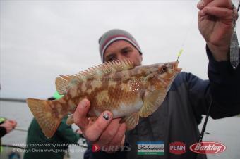 2 lb Ballan Wrasse by Jeffers