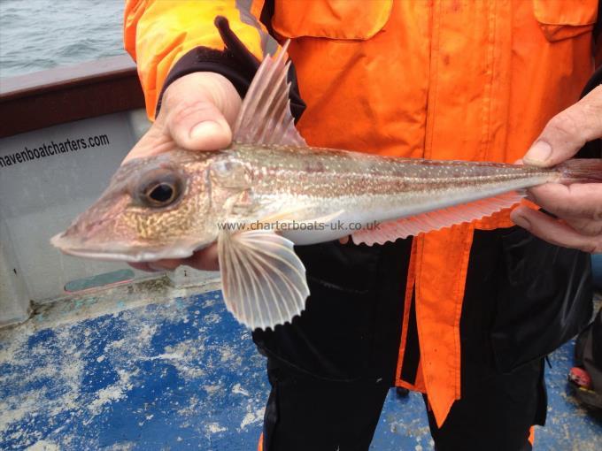 14 oz Grey Gurnard by Shani