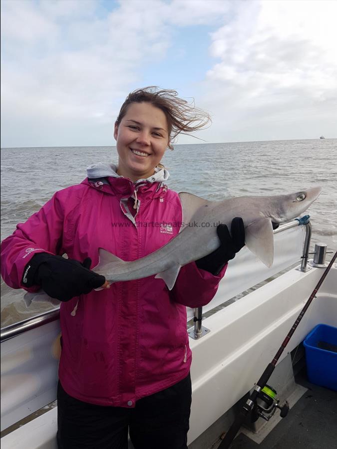 4 lb Starry Smooth-hound by Jess
