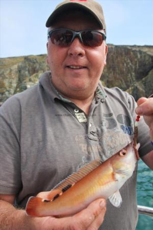 1 lb Cuckoo Wrasse by Dave