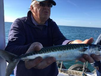 1 lb Mackerel by biggest mackerel so far