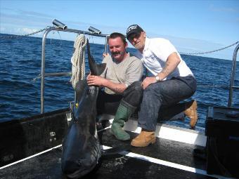 100 lb Porbeagle by Unknown