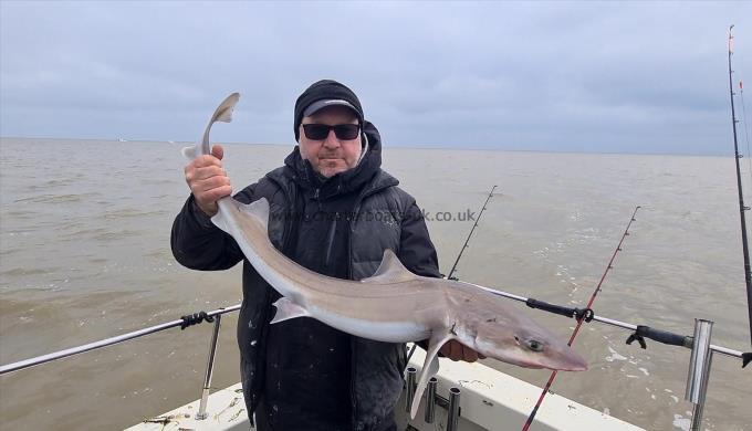 10 lb 2 oz Starry Smooth-hound by Eymon