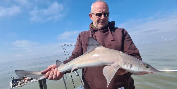 8 lb 6 oz Starry Smooth-hound by Steve