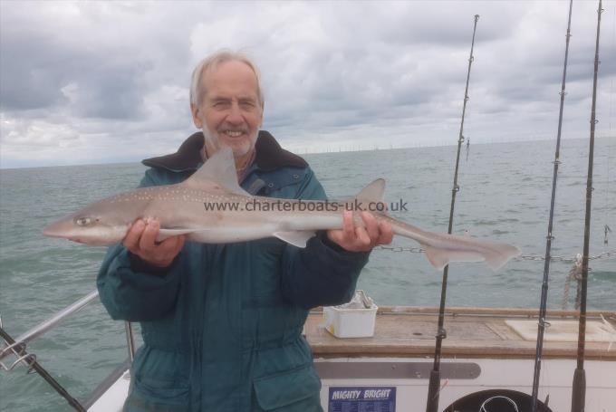 6 lb 8 oz Smooth-hound (Common) by Unknown