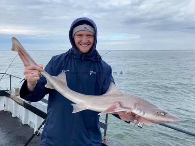 6 lb Smooth-hound by Unknown