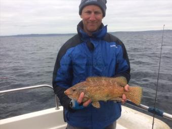 4 lb Ballan Wrasse by Unknown