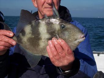 2 lb 8 oz Trigger Fish by Stan