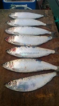 1 lb 4 oz Herring by Unknown