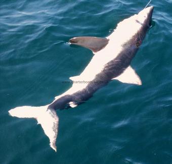 200 lb Porbeagle by Malc