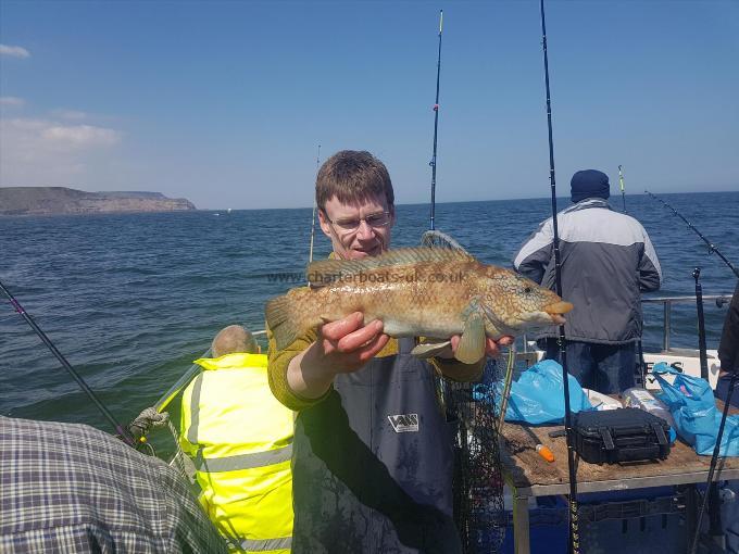 2 lb 8 oz Ballan Wrasse by Dennis bromage