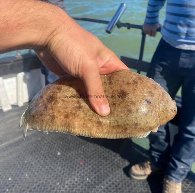 1 lb Dover Sole by Unknown