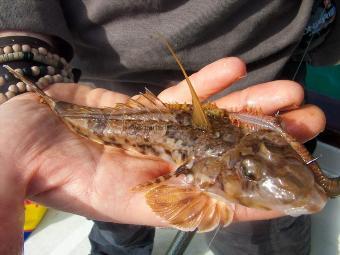 4 oz Common Dragonet by Paul Moore