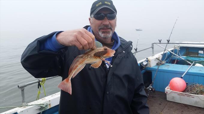 1 lb Tub Gurnard by Unknown