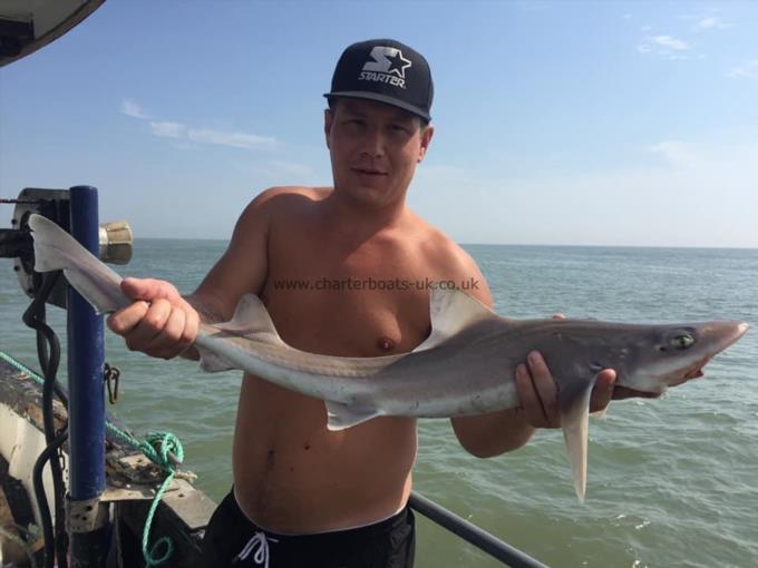 5 lb Smooth-hound by Unknown