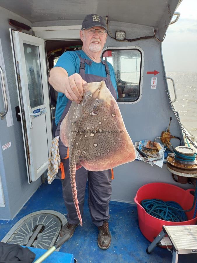 8 lb Thornback Ray by Unknown