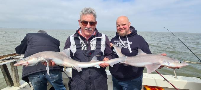 9 lb Starry Smooth-hound by Johan