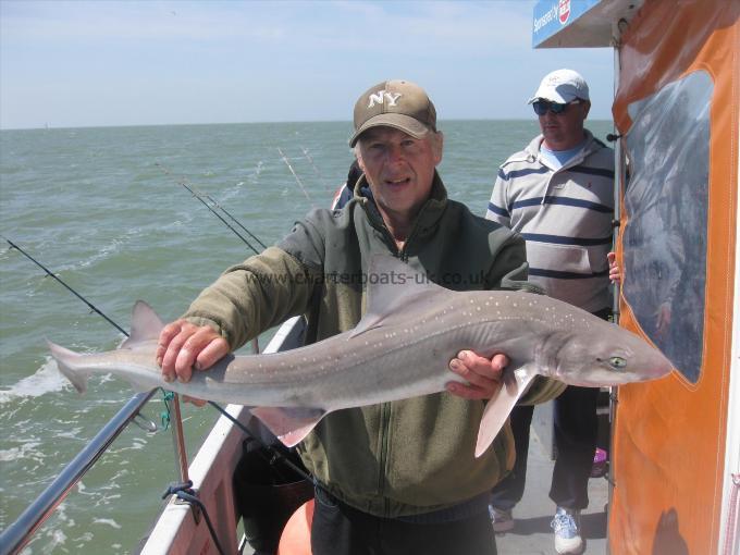 12 lb Smooth-hound (Common) by Steves Hound