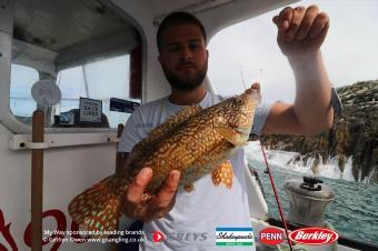 2 lb Ballan Wrasse by Aran