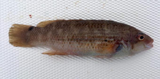 1 oz Goldsinny Wrasse by Goldsinny