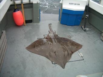 75 lb Common Skate by Graham Baker