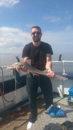 6 lb Smooth-hound (Common) by Unknown