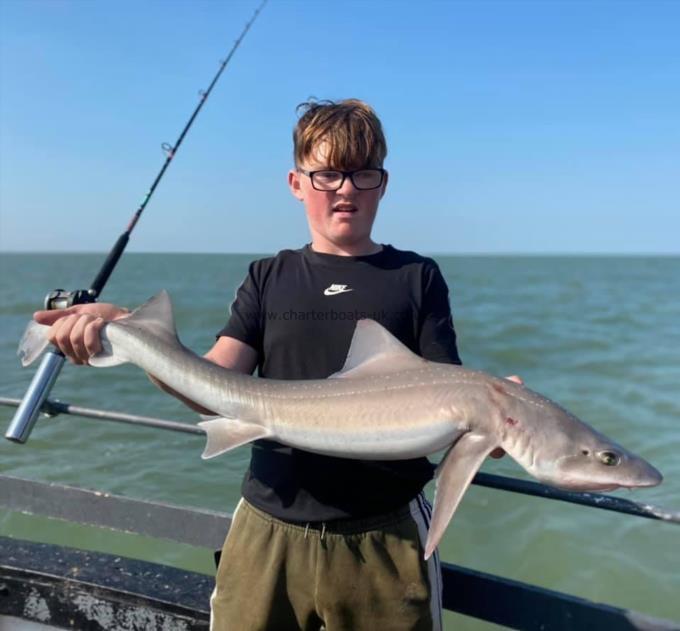 12 lb Smooth-hound (Common) by Unknown