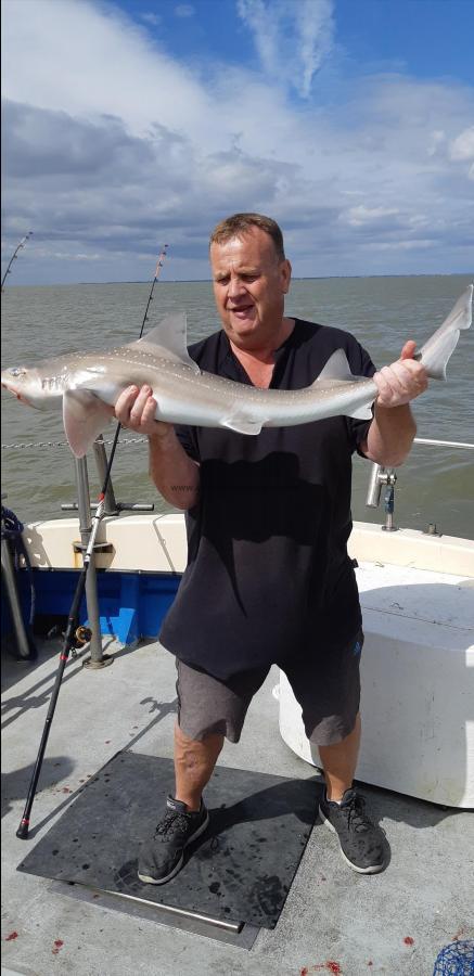 10 lb Starry Smooth-hound by Unknown