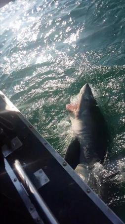 300 lb Porbeagle by Dan field