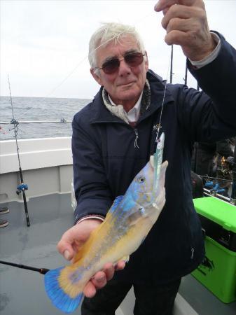 1 lb 2 oz Cuckoo Wrasse by Mike Aucock (fish returned )