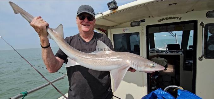 11 lb Starry Smooth-hound by Steve