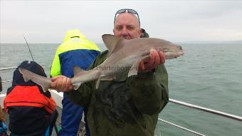 12 lb Smooth-hound (Common) by edgy