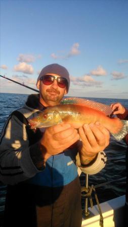 1 lb 8 oz Cuckoo Wrasse by peter bowen