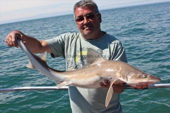 12 lb 6 oz Starry Smooth-hound by Dave