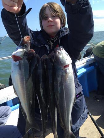 2 lb Coalfish (Coley/Saithe) by harvey from hull 16th may 2015