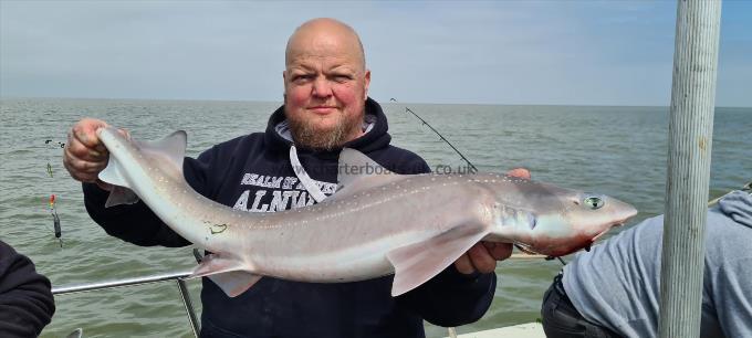 11 lb 2 oz Starry Smooth-hound by Gustaw