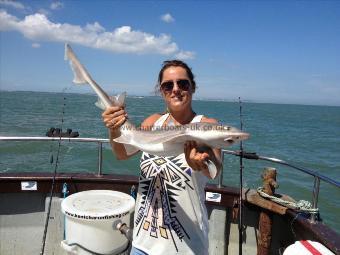 6 lb Smooth-hound (Common) by Jane C