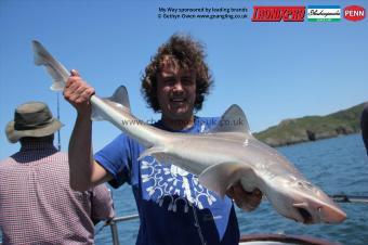 7 lb Starry Smooth-hound by Tom