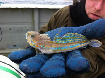 4 oz Common Dragonet by Kyle McCallion