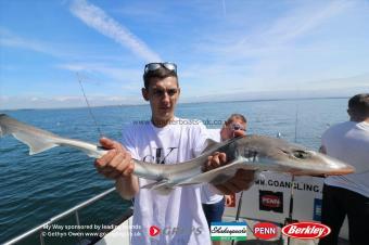 5 lb Starry Smooth-hound by Sam