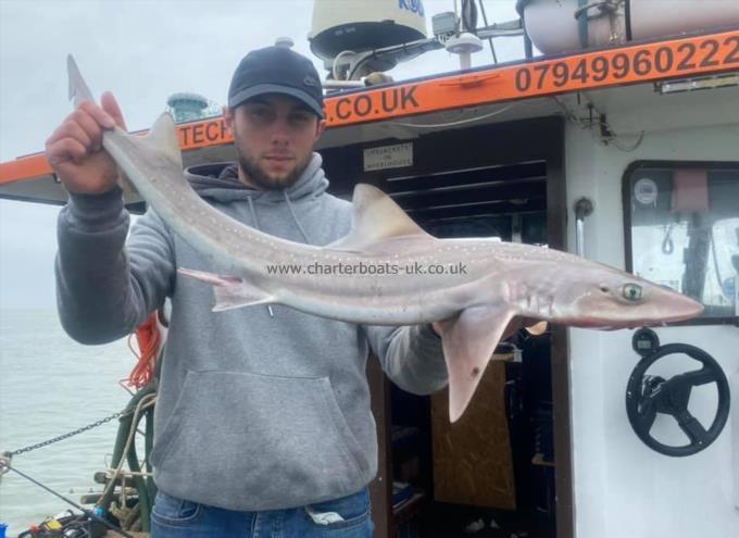 8 lb Smooth-hound (Common) by Unknown