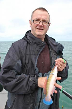 1 lb Cuckoo Wrasse by Ian Slater