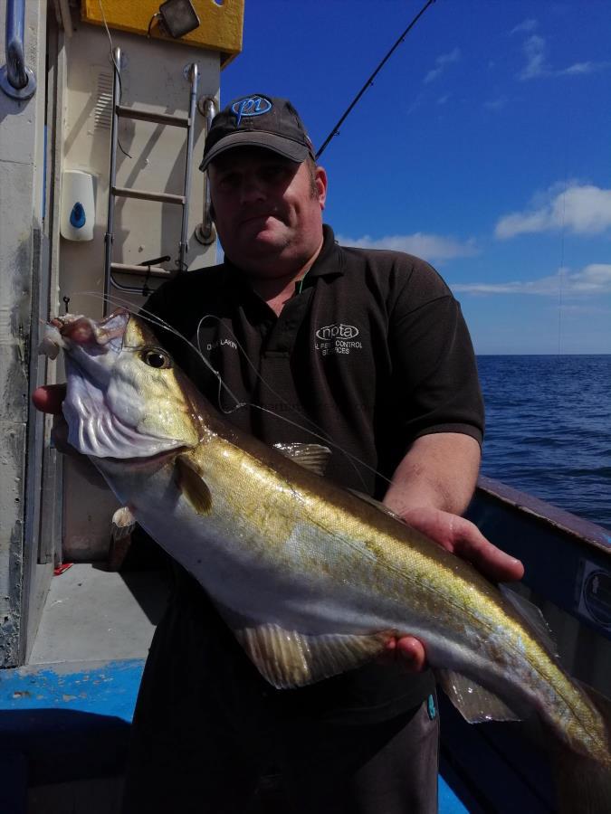 7 lb Pollock by Dave laken