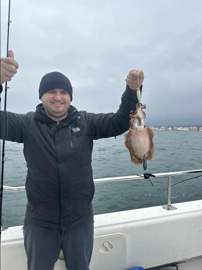 2 lb Cuttlefish by Unknown