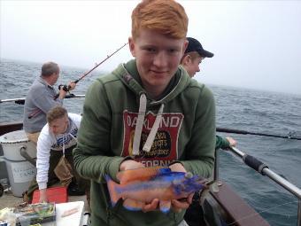 1 lb 12 oz Cuckoo Wrasse by Dan the Man