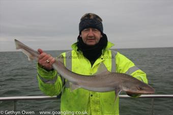 12 lb Starry Smooth-hound by Kevin