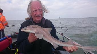 3 lb Starry Smooth-hound by Unknown