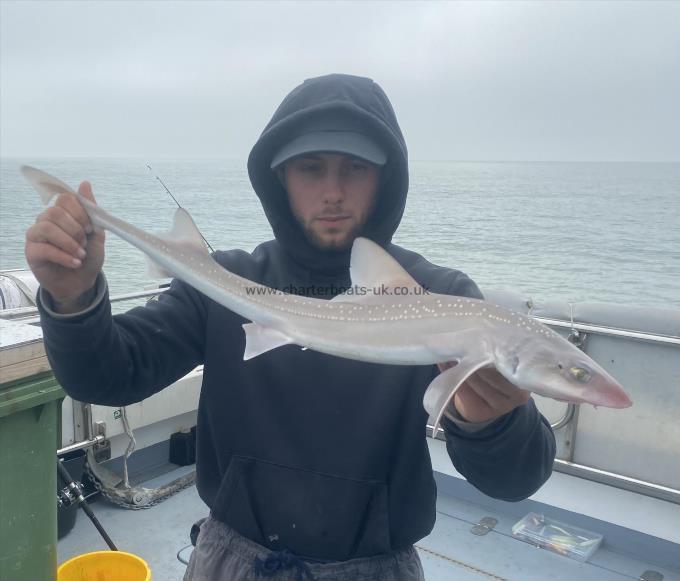 4 lb Smooth-hound by Unknown