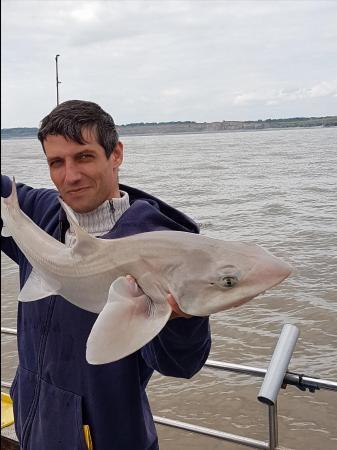 12 lb Smooth-hound by Andria