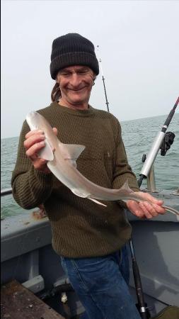 3 lb 4 oz Starry Smooth-hound by Nigel